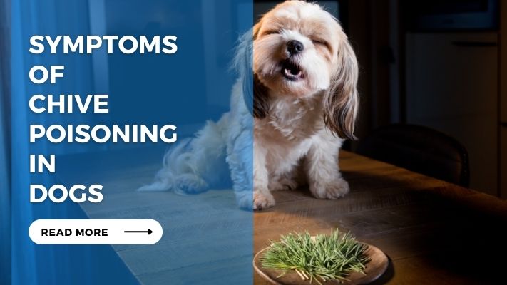 Symptoms of Chive Poisoning in Dogs