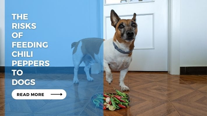 The Risks of Feeding Chili Peppers to Dogs