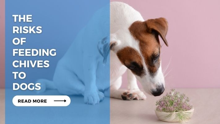 The Risks of Feeding Chives to Dogs