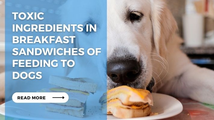 Toxic Ingredients in Breakfast Sandwiches of feeding to Dogs