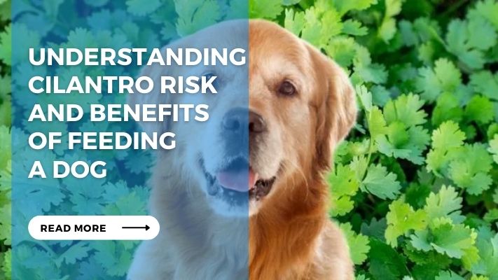 Understanding Cilantro Risk and Benefits  of Feeding  a Dog