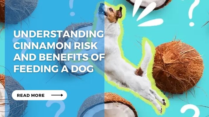 Understanding Cinnamon Risk and Benefits of Feeding a Dog