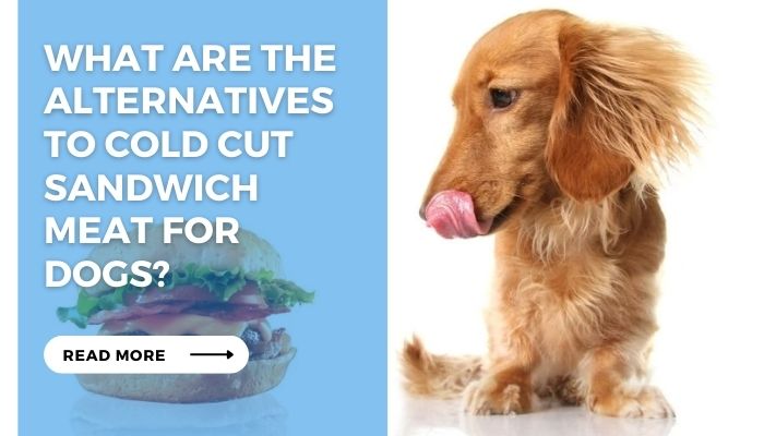 What are the Alternatives to Cold Cut Sandwich Meat for Dogs