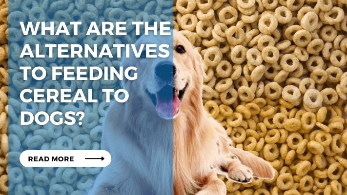 What are the Alternatives to Feeding Cereal to Dogs