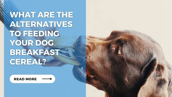 What are the Alternatives to Feeding Your Dog Breakfast Cereal