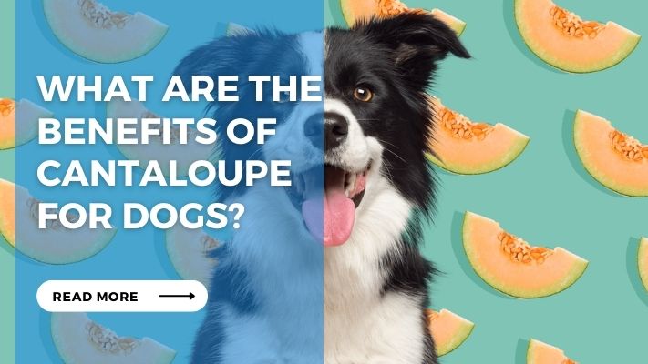 What are the Benefits of Cantaloupe  for Dogs