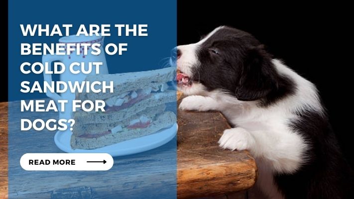 What are the Benefits of Cold Cut Sandwich Meat for Dogs