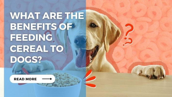 What are the Benefits of Feeding Cereal to Dogs