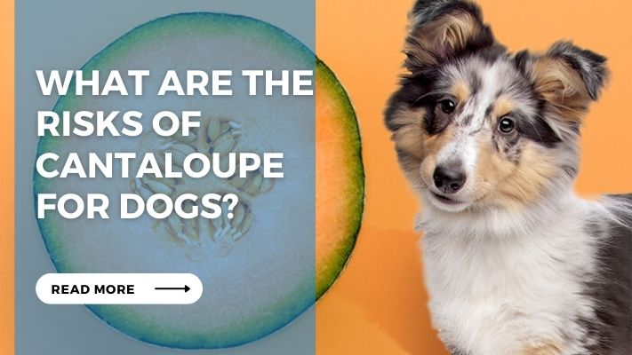 What are the Risks of Cantaloupe for Dogs