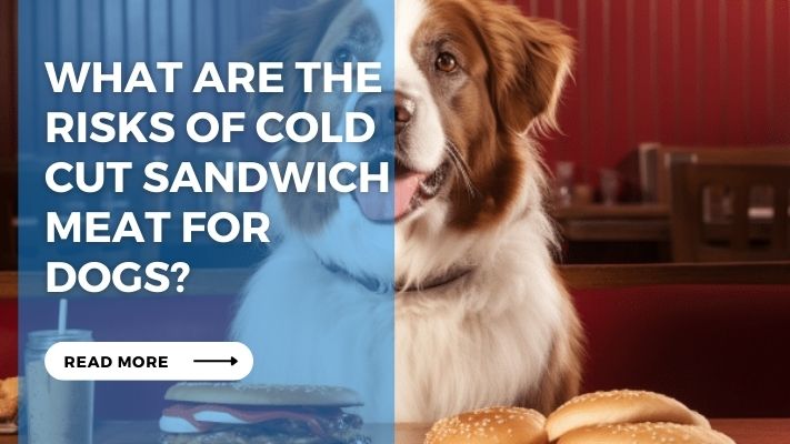 What are the Risks of Cold Cut Sandwich Meat for Dogs