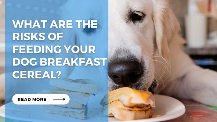What are the Risks of Feeding Your Dog Breakfast Cereal