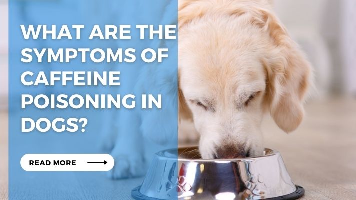 What are the Symptoms of Caffeine Poisoning in Dogs