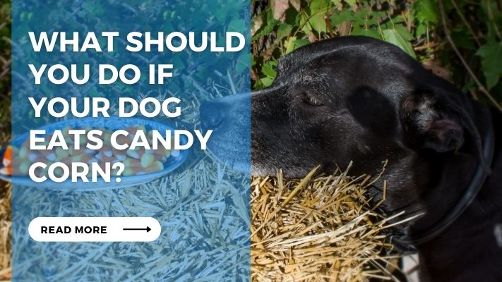 What should you do if  your dog  eats candy corn