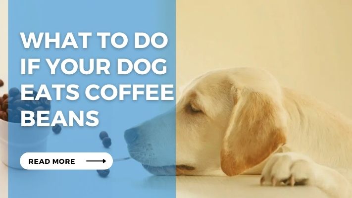 What to Do If Your Dog Eats Coffee Beans