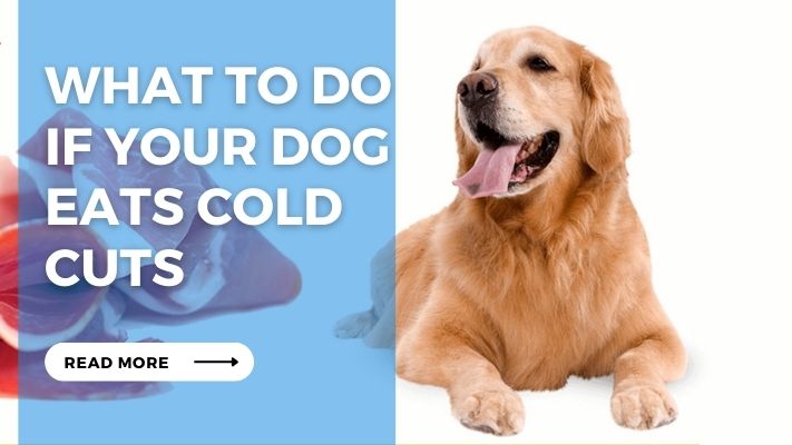 What to Do If Your Dog  Eats Cold  Cuts