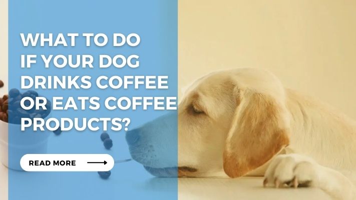 What to Do if Your Dog Drinks Coffee or Eats Coffee Products