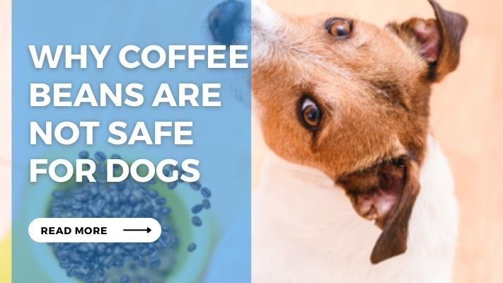 Why Coffee Beans Are Not Safe for Dogs