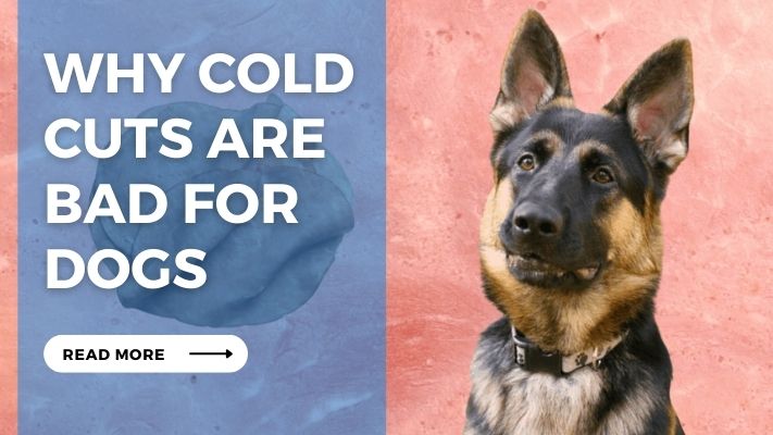 Why Cold  Cuts Are  Bad for  Dogs