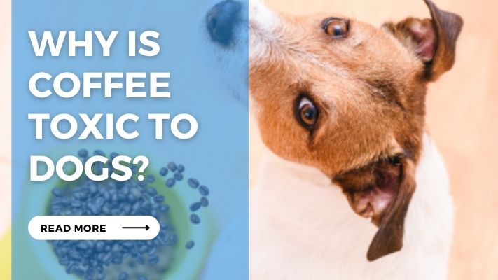 Why is Coffee Toxic to Dogs