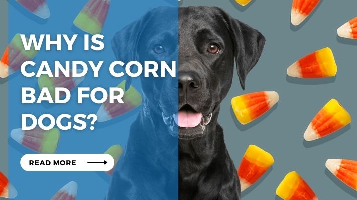 Why is  candy corn  bad for  dogs