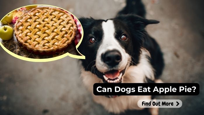 can dogs eat Apple-Pie