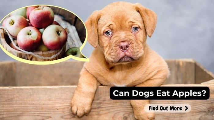 can dogs eat Apple