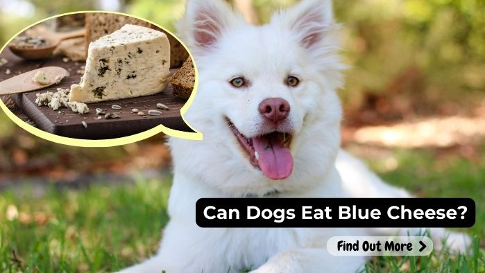 can dogs eat Blue-Cheese