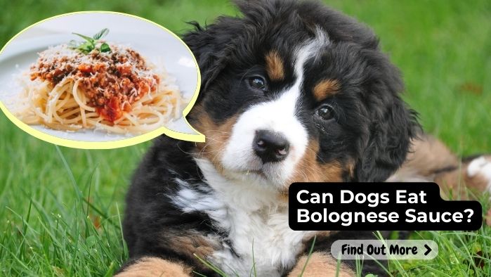 can dogs eat Bolognaise
