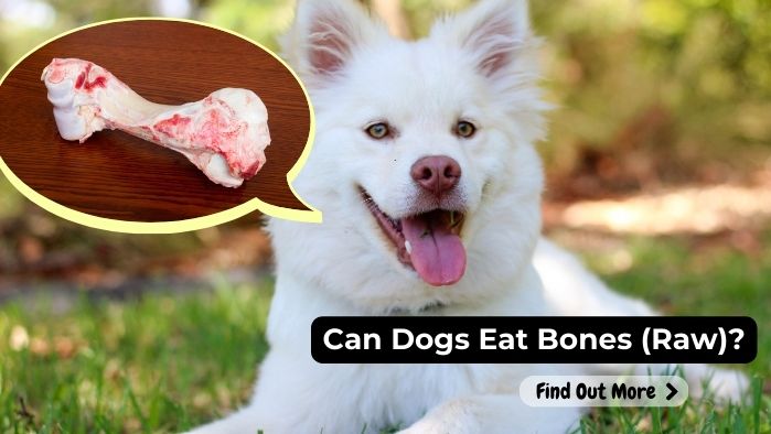 can dogs eat Bones-(Raw)