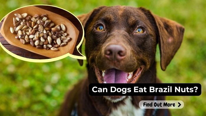 can dogs eat Brazil-Nuts