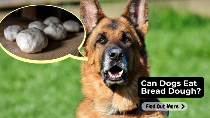 can dogs eat Bread-Dough
