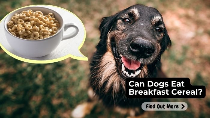 can dogs eat Breakfast-Cereal