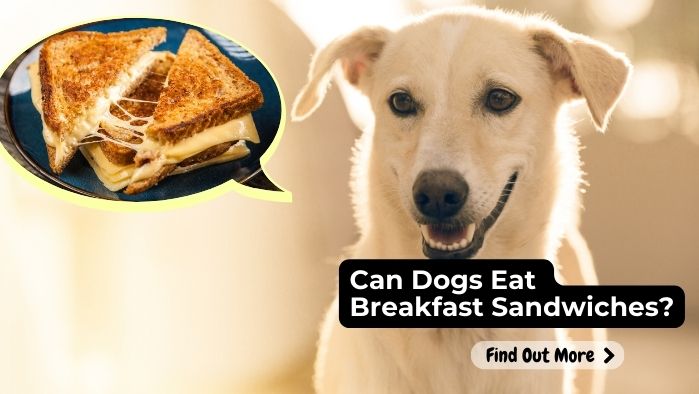 can dogs eat Breakfast-Sandwich