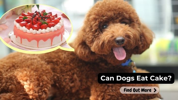 can dogs eat Cake-(All-Varieties)