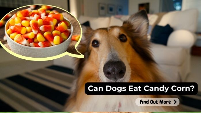 can dogs eat Candy-Corn