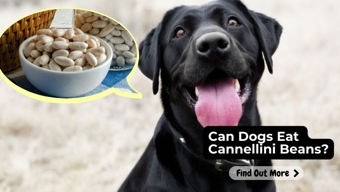 can dogs eat Cannellini-Beans