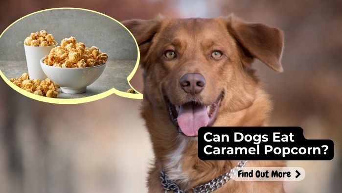 can dogs eat Caramel-Popcorn