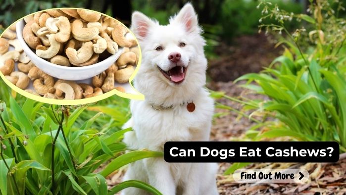 can dogs eat Cashews