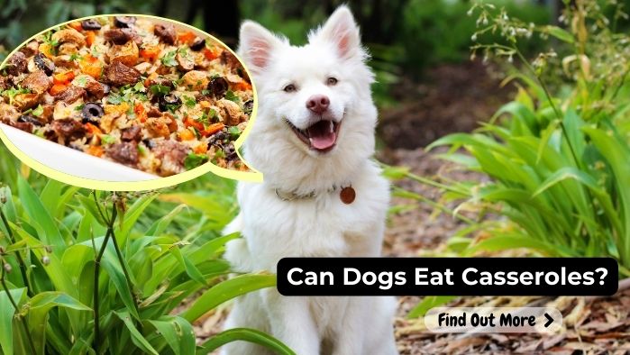 can dogs eat Casseroles
