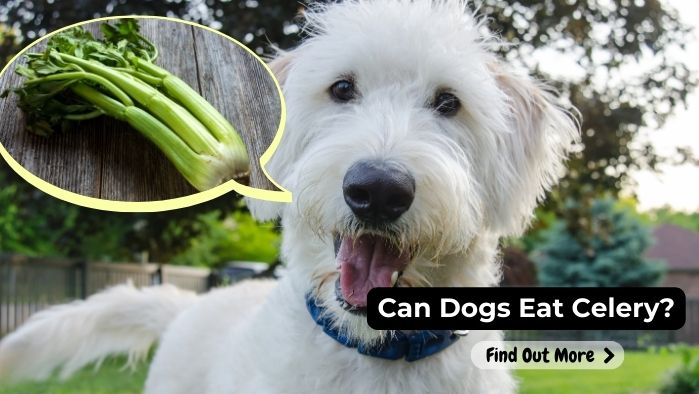 can dogs eat Celery