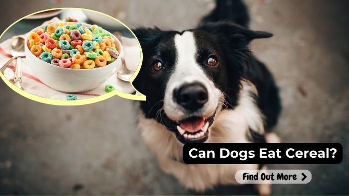 can dogs eat Cereal