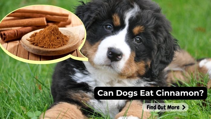 can dogs eat Cinnamon