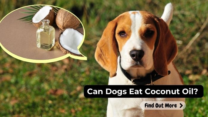 can dogs eat Coconut-Oil