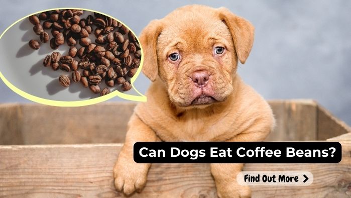 can dogs eat Coffee Beans