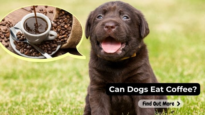 can dogs eat Coffee