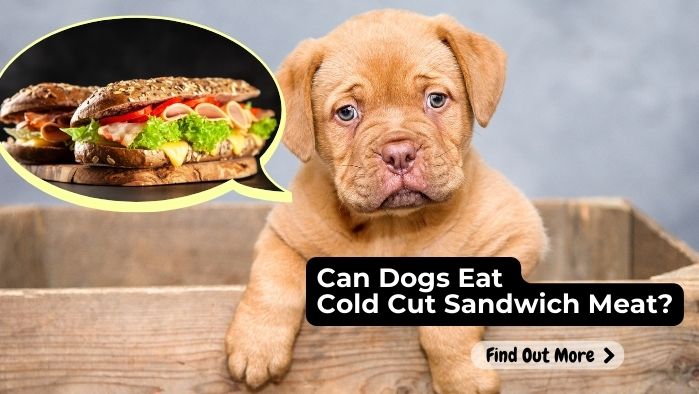 can dogs eat Cold Cut Sandwich Meat