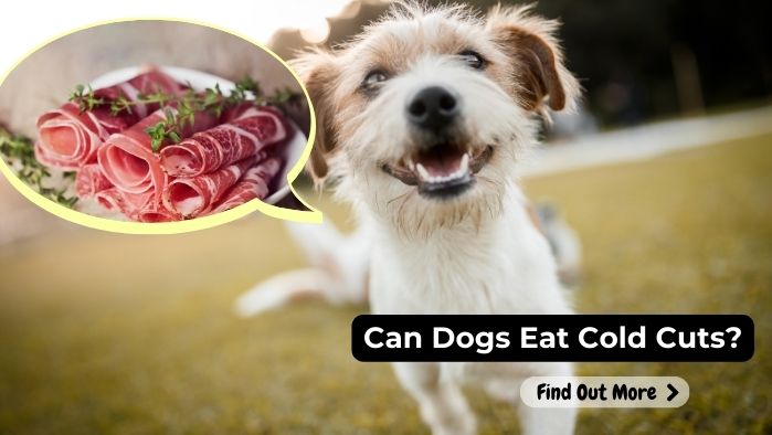 can dogs eat Cold Cuts